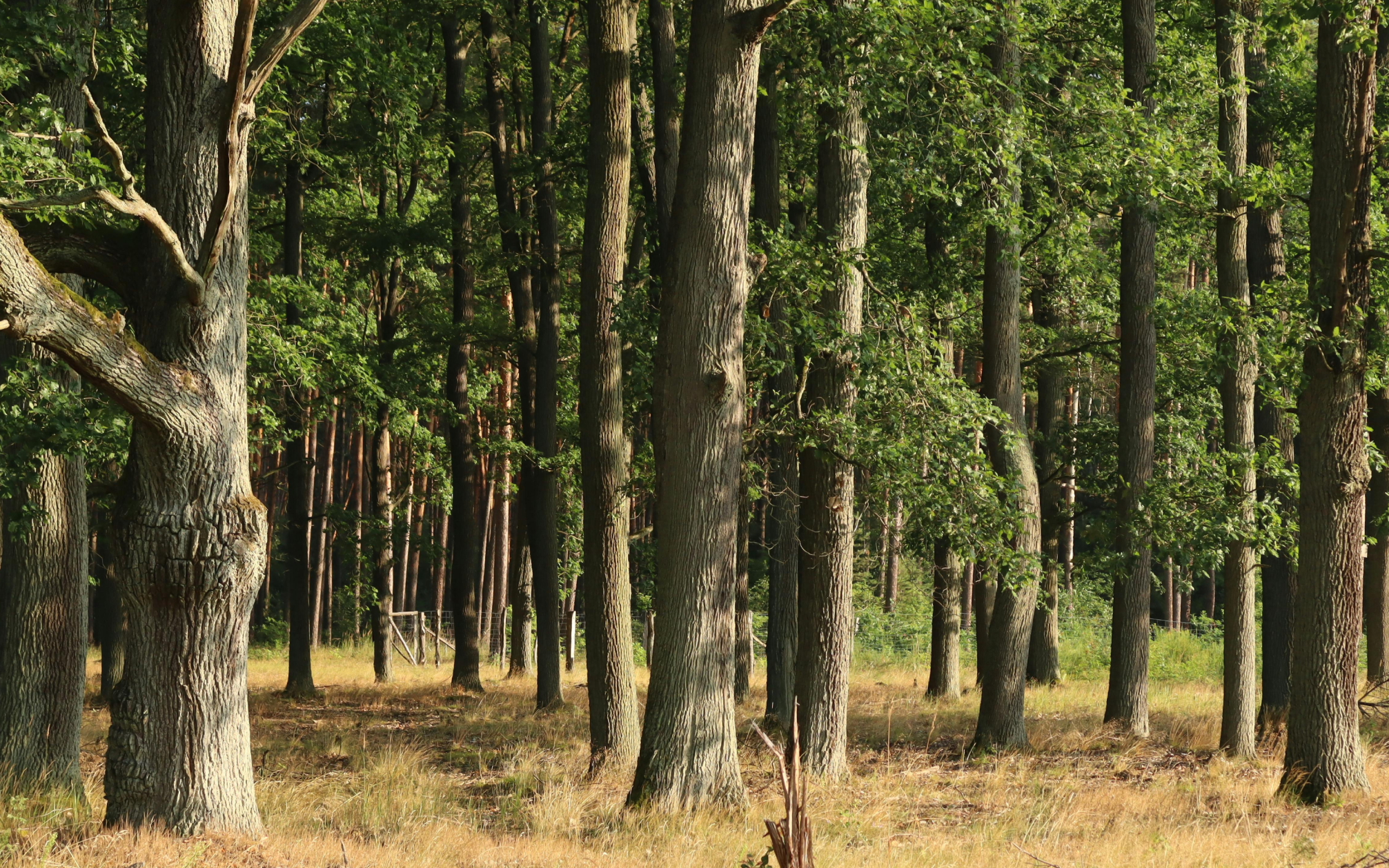 metsa müük ilma vahendajateta otse kokkuoistjale ilusas metsas