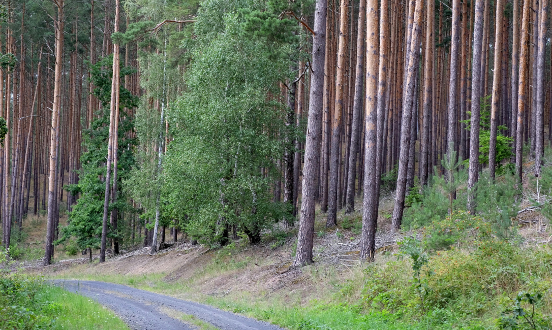 raieõiguse ost ja maksud