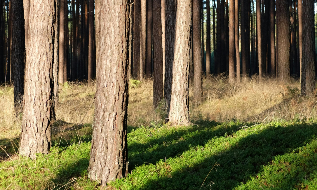 raieõiguse ost männikus, harjumaal