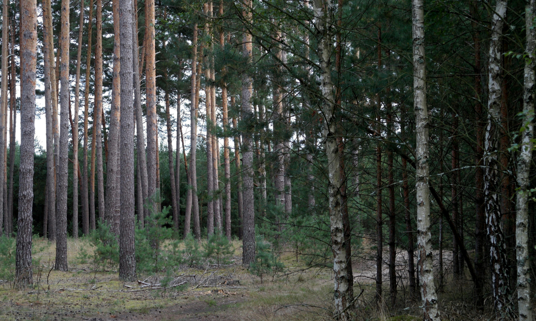raieõiguse ost, hind ja maksud harjumaal männiku raietöödel